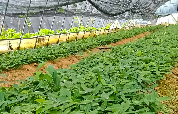 黄精种苗