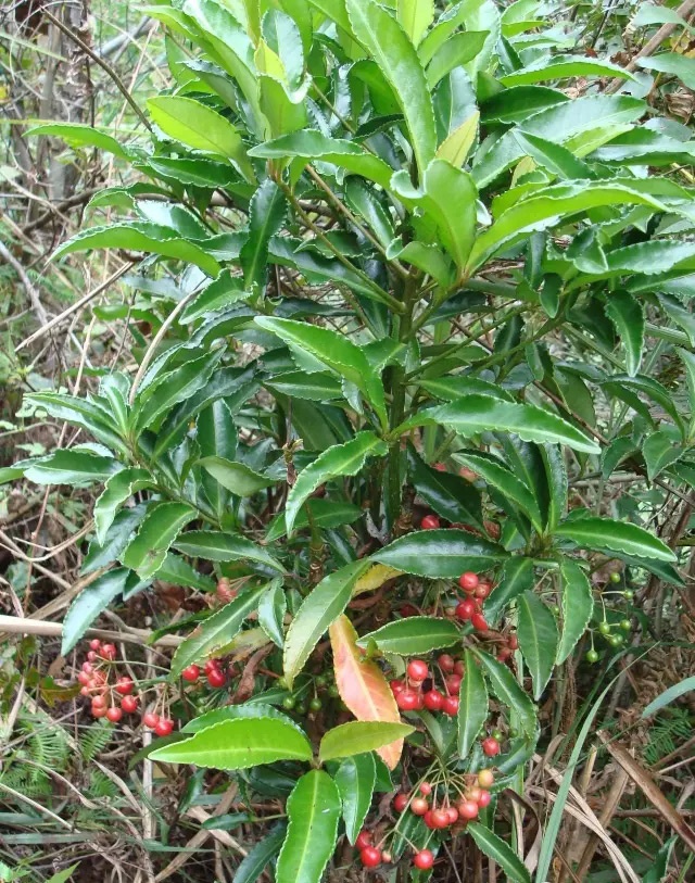 1640331668109360.jpg 1-(10).jpg